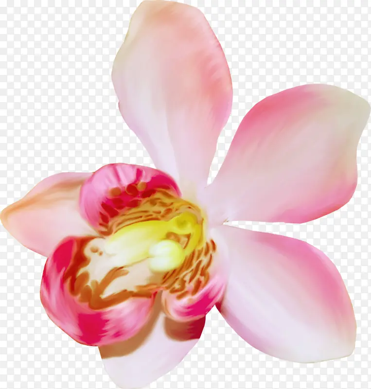 粉色兰花