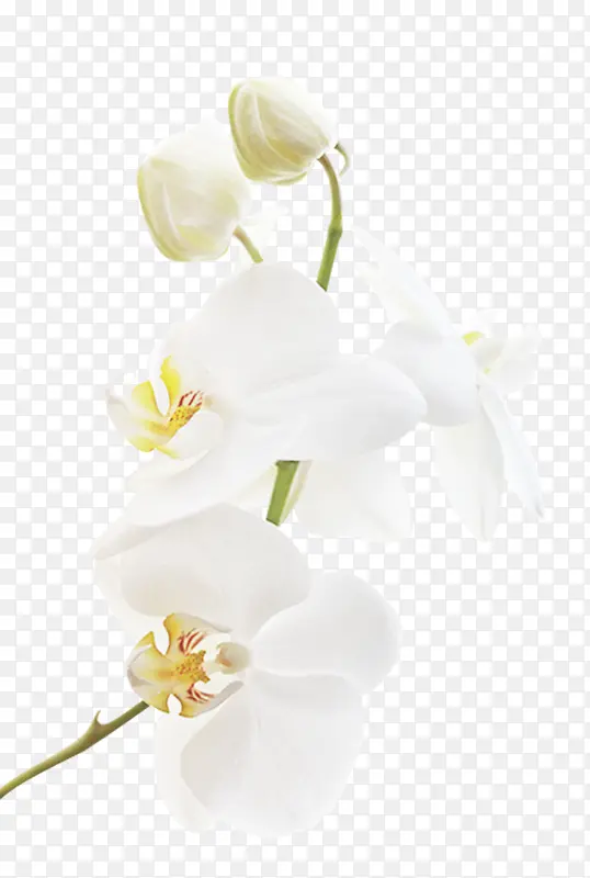 白色玉兰花素材