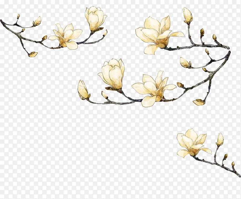 玉兰花