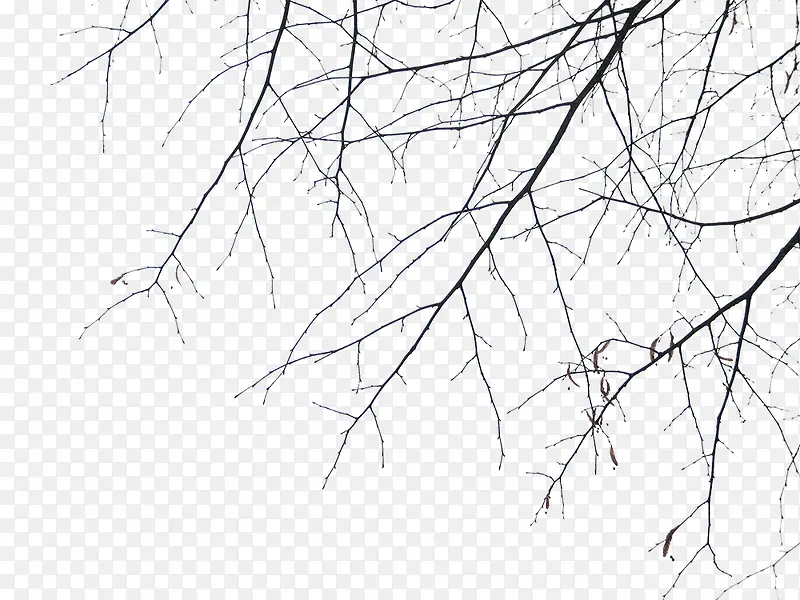 高清摄影黑色的树枝造型