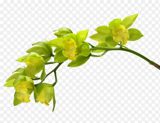 绿色兰花植物