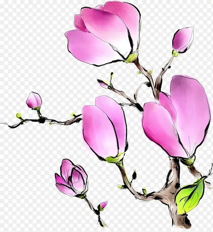 手绘粉色玉兰花背景PNG图片素材下载_图片编号ymjaawdr-免抠素材网
