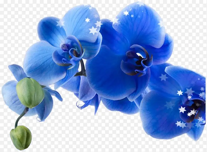 扶桑花
