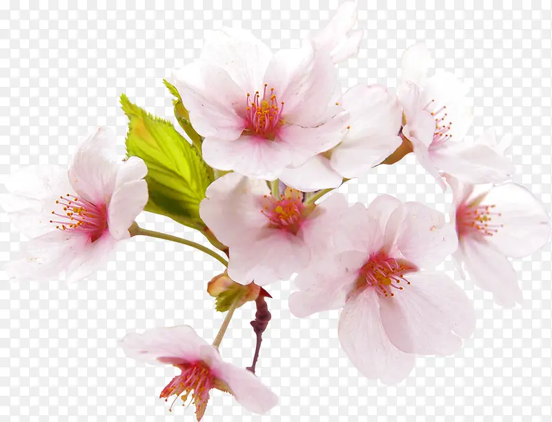高清教师节粉色花朵