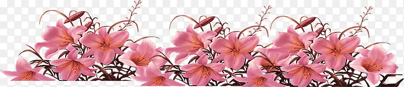 教师节粉色高清花朵
