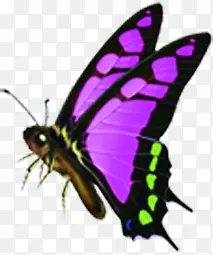 紫色手绘蝴蝶创意