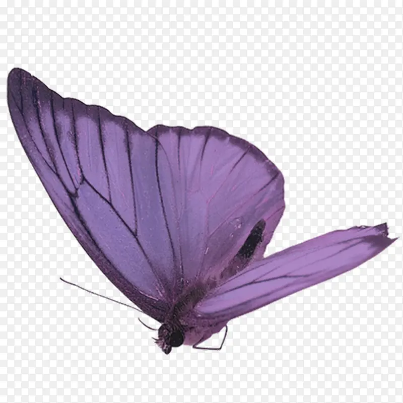 卡通手绘紫色蝴蝶