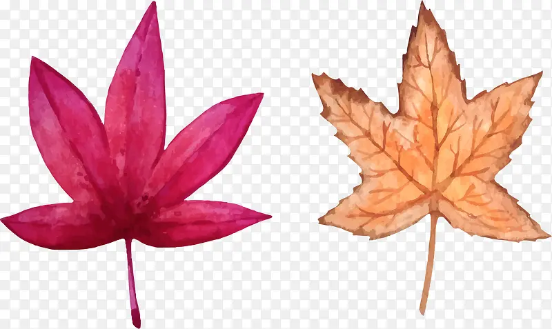手绘枫叶素材