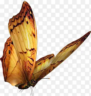 高清摄影手绘飞舞的蝴蝶