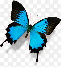 蓝色精美手绘蝴蝶设计