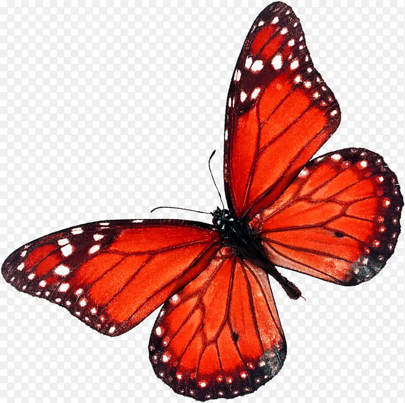 红色卡通手绘艺术蝴蝶
