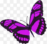 手绘紫色飞舞蝴蝶美丽