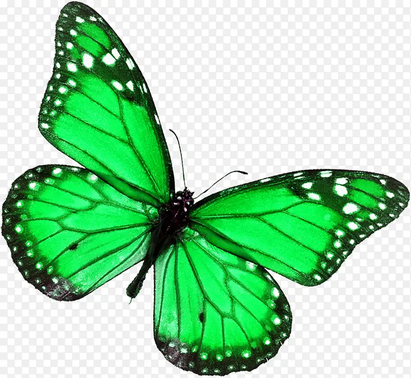 绿色手绘美丽蝴蝶
