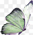 绿色艺术手绘蝴蝶