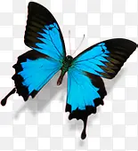 蓝色蝴蝶手绘美景风光