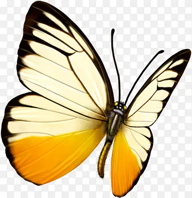 创意合成手绘质感黄色的蝴蝶