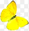 黄色卡通手绘蝴蝶装饰