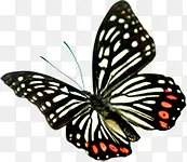 黑色花纹手绘蝴蝶