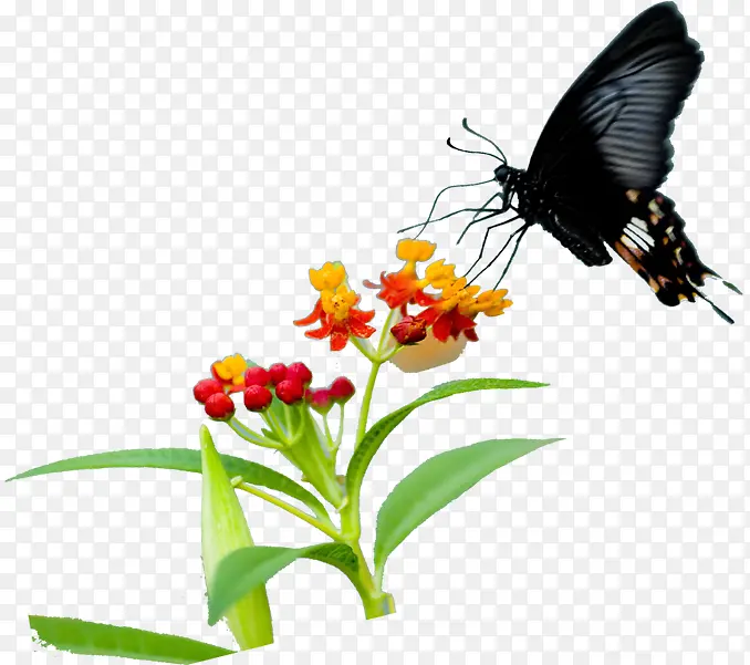 手绘黑色蝴蝶花朵