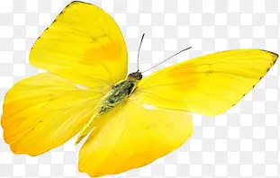 黄色手绘蝴蝶设计平面