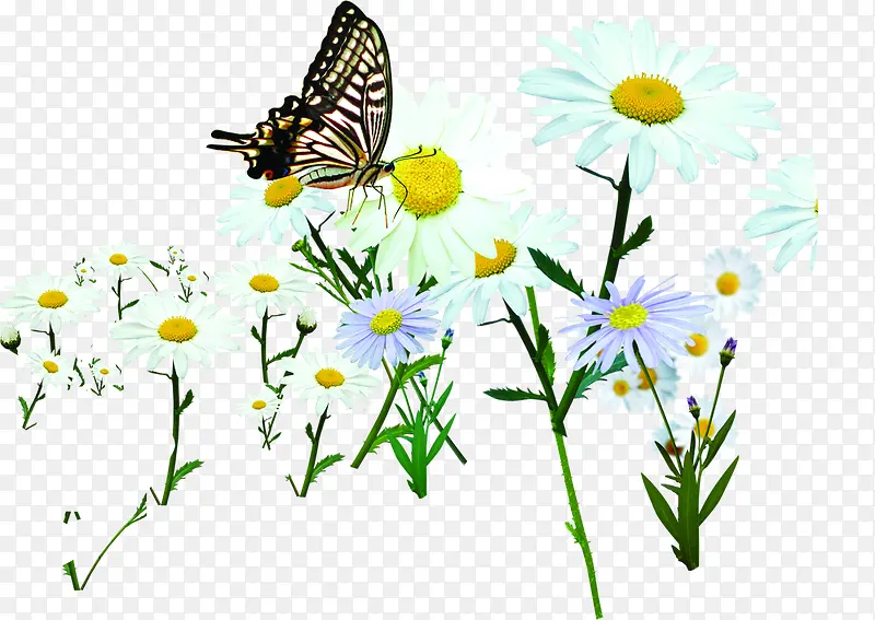 春天自然花朵蝴蝶