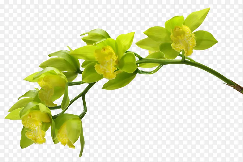 绿色花枝花朵春天