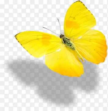 黄色手绘飞舞蝴蝶