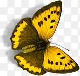 黄色手绘设计蝴蝶