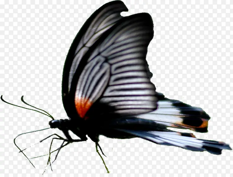 黑色手绘纹理蝴蝶