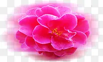 粉色花朵装饰背景