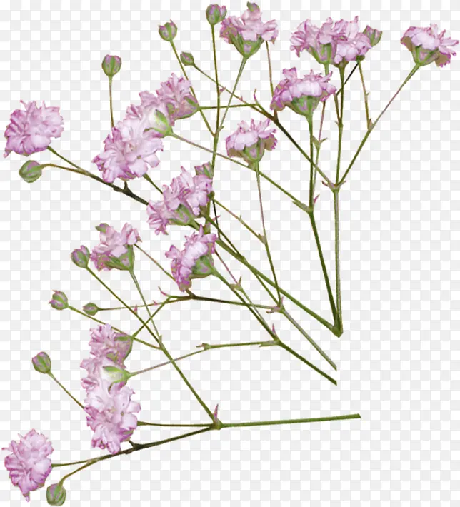 粉色高清花朵植物装饰