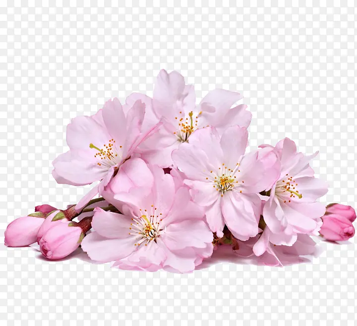 粉色花朵装饰效果