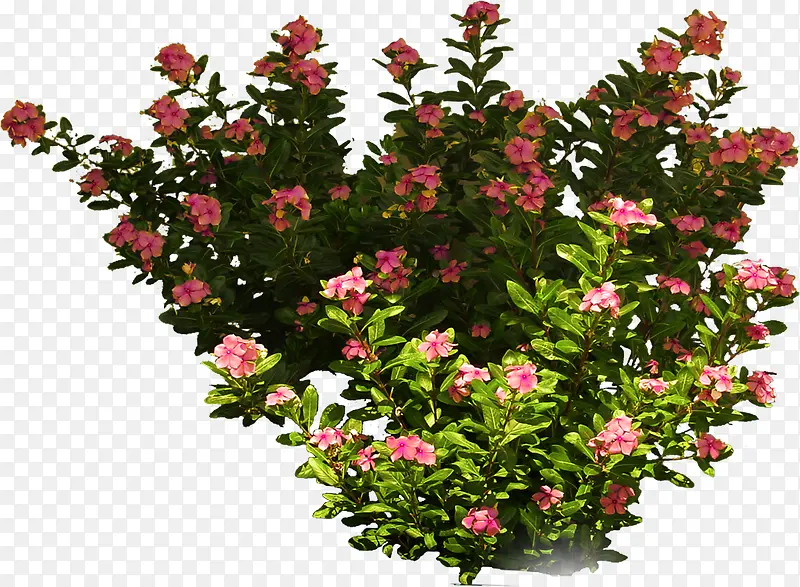 粉色小花植物装饰