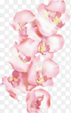 粉色花朵图片素材