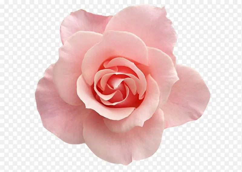 粉色花朵素材高清晰素材