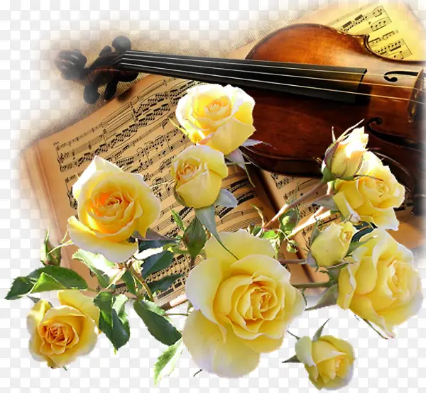 黄花与提琴
