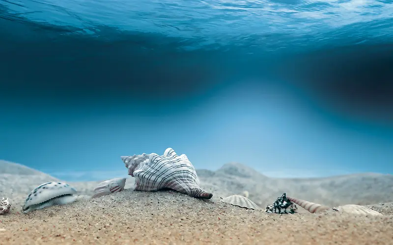 海底世界海鲜生物