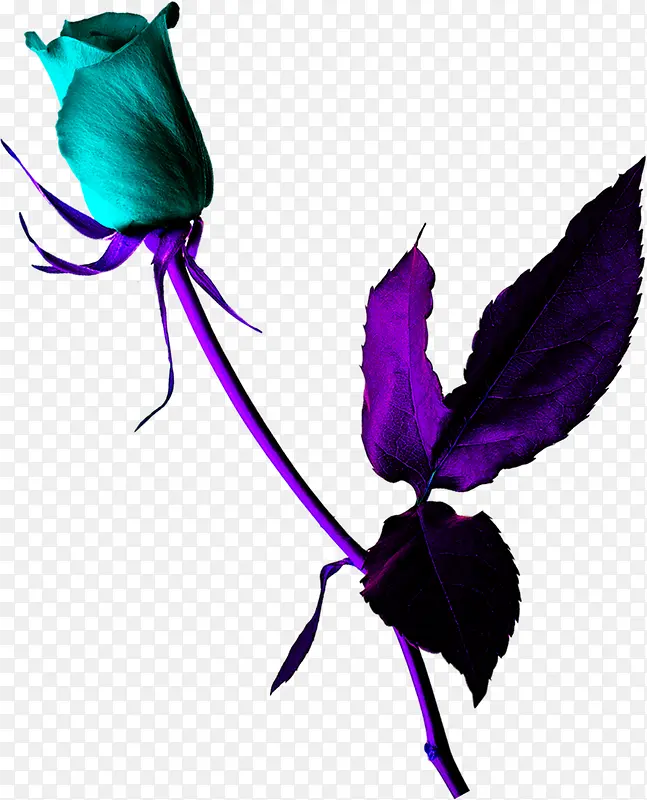 设计紫色卡通花朵效果