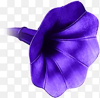 卡通紫色白底图喇叭花