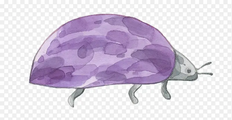 紫色的虫子