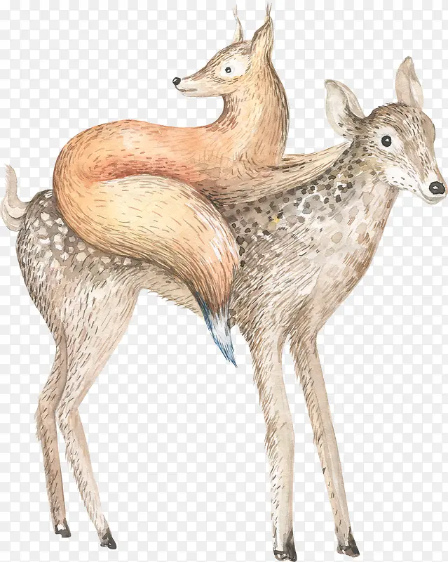 小鹿和狐狸
