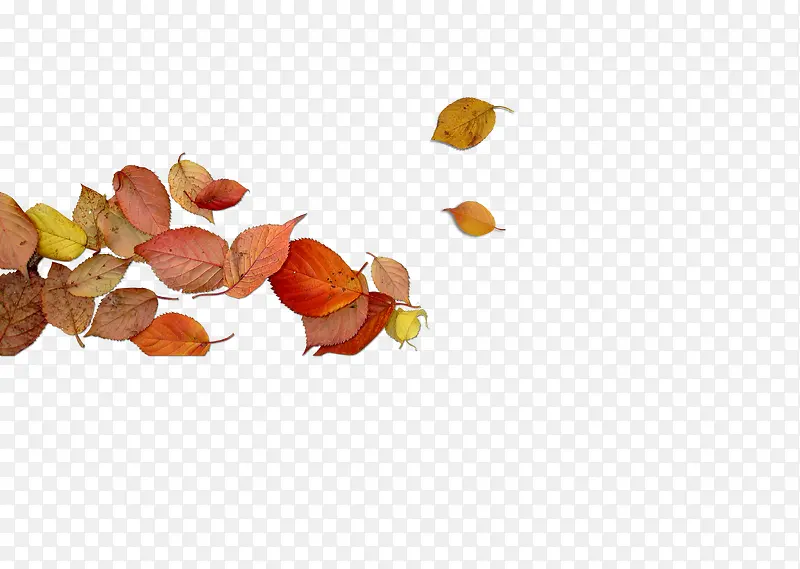 秋天的红色树叶，落叶