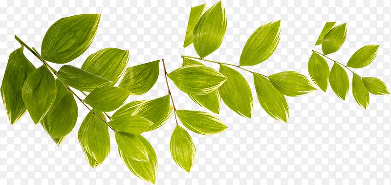 手绘黄绿色夏季植物树叶