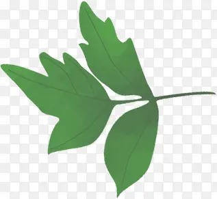 创意手绘扁平绿色的树叶效果设计