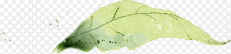 手绘绿色树叶标本