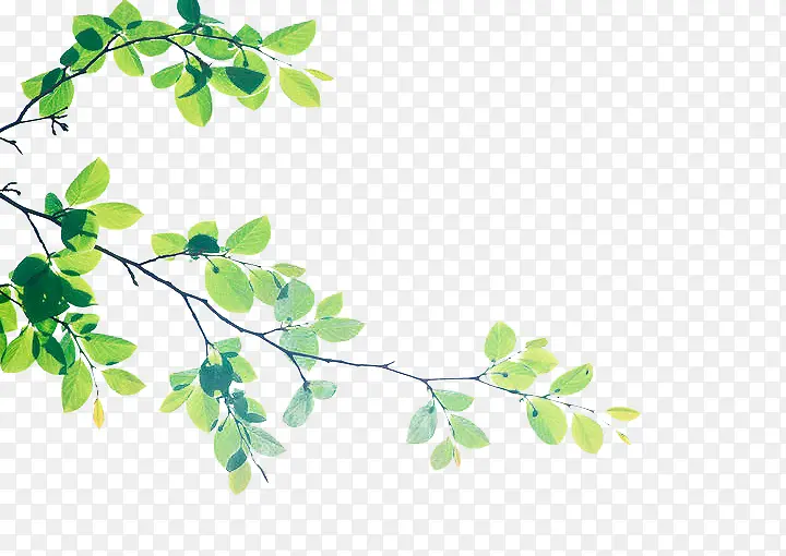 绿色天然手绘植物树叶