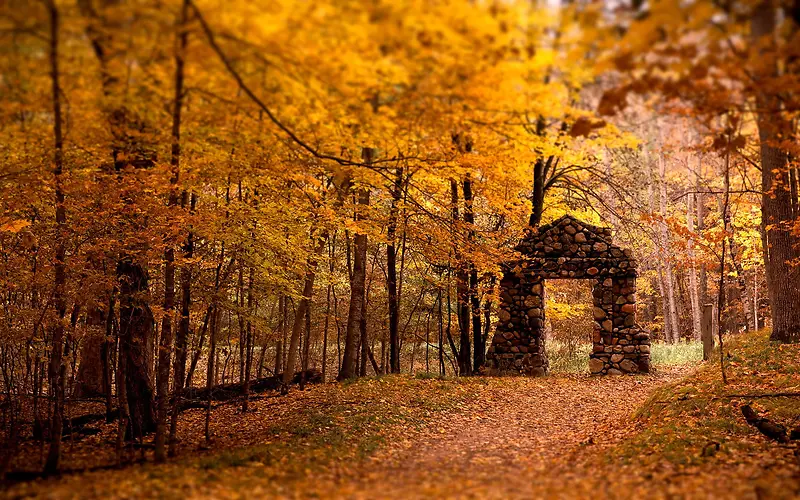 秋天落叶树林壁纸