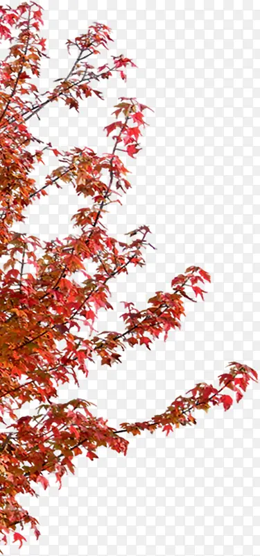 红色树叶小区景观