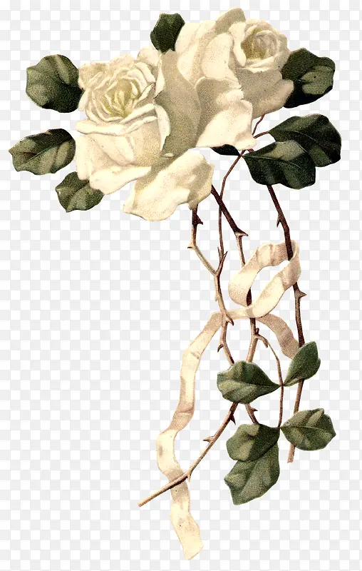 纯白色的玫瑰花