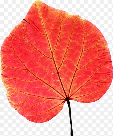 红色高清纹理树叶